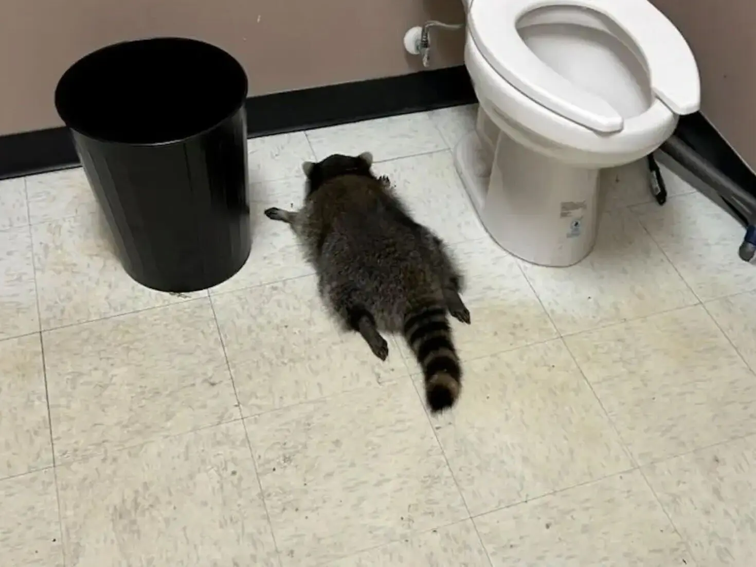 The Bizarre Incident of the Drunk Raccoon