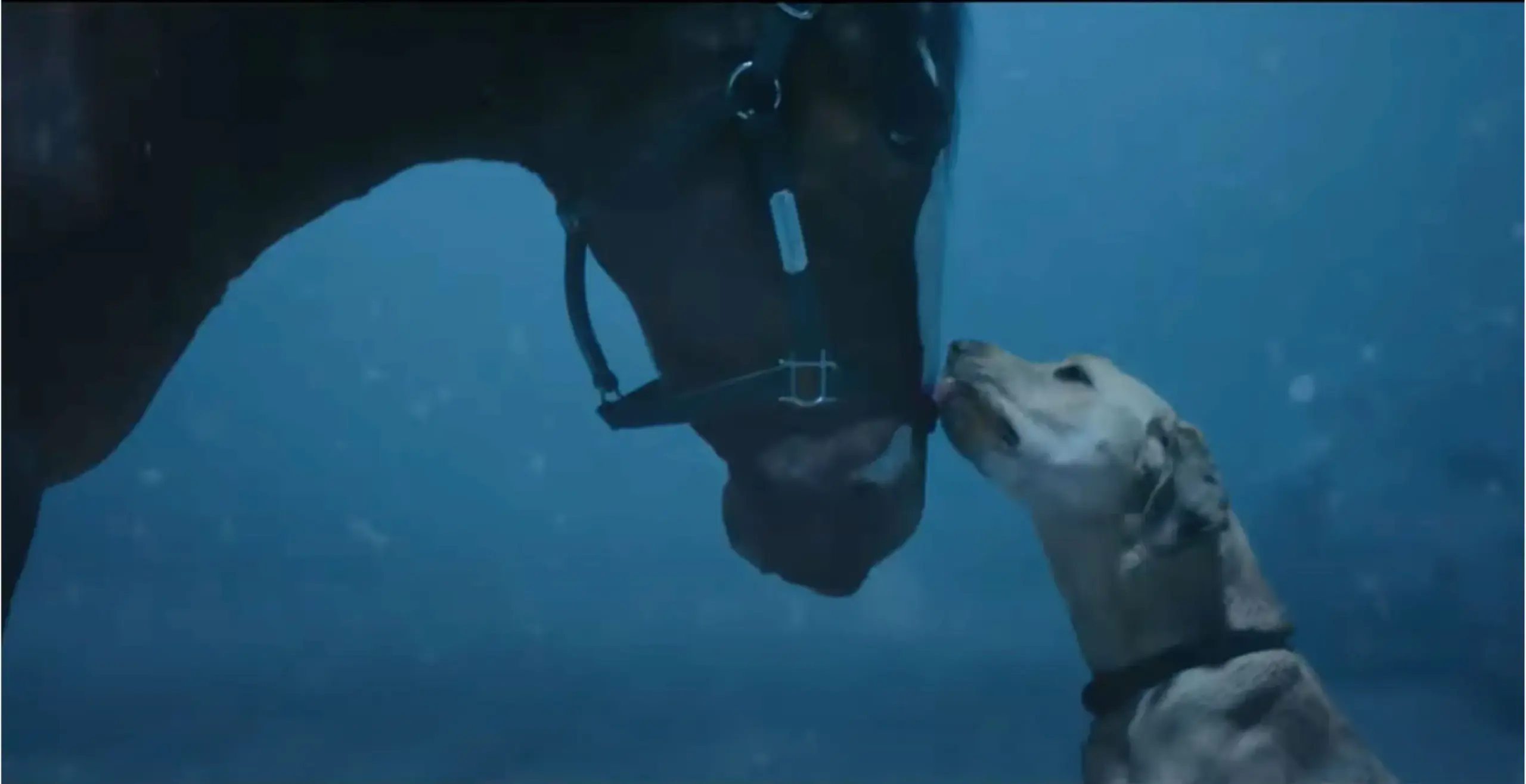 The Legacy of Budweiser’s Super Bowl Commercials