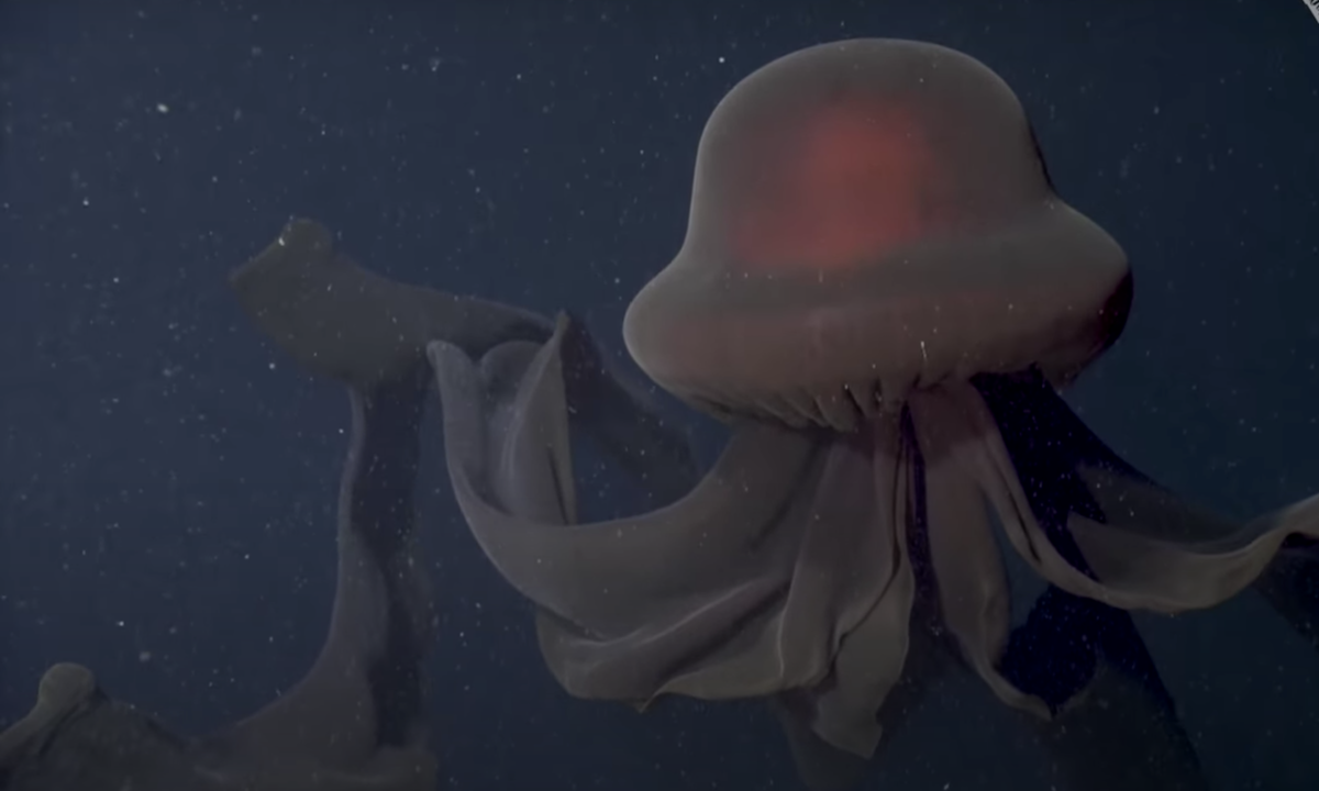 Exploring the Mysteries of the Giant Phantom Jellyfish