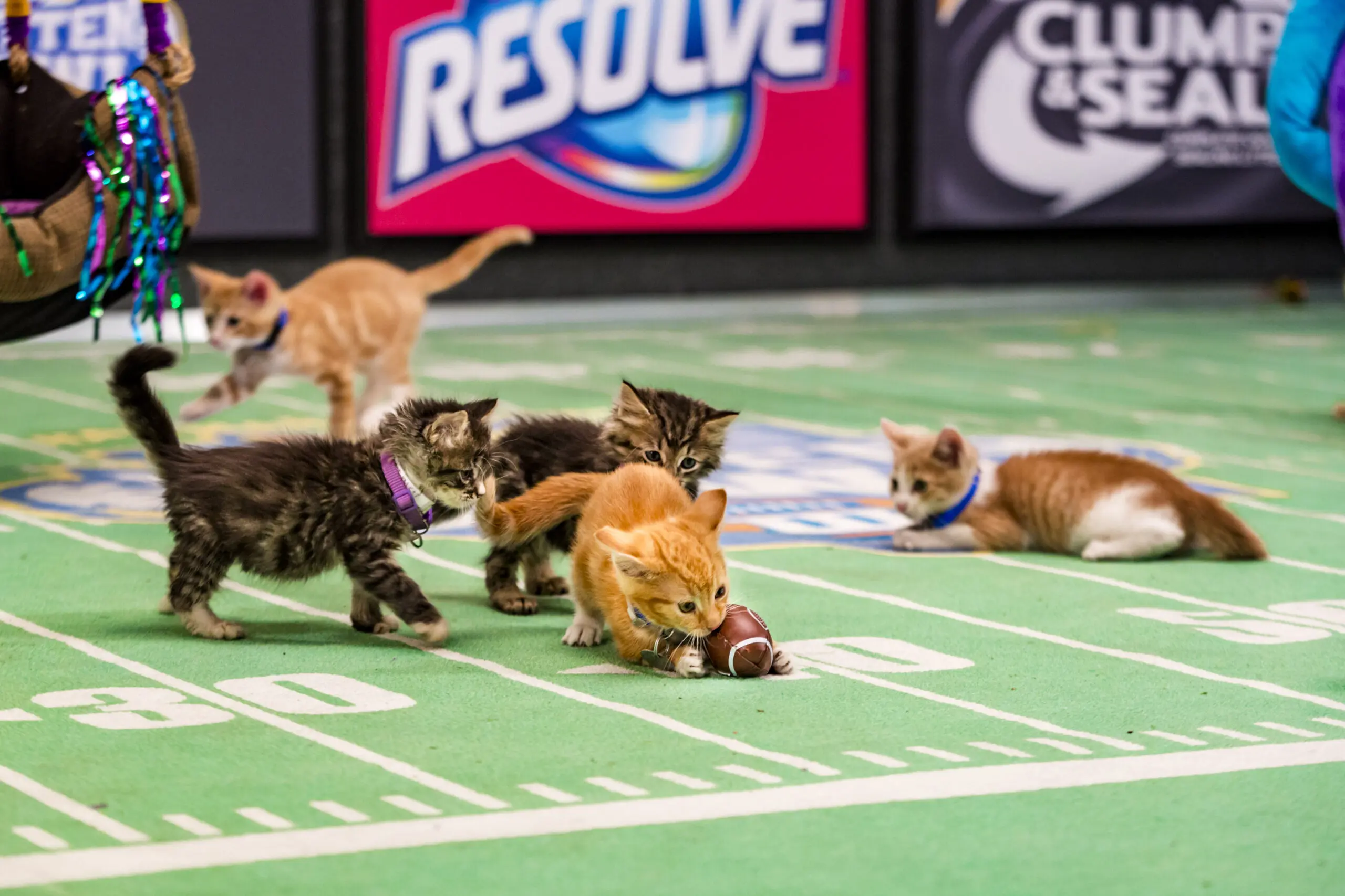 Everything We Know About Kitten Bowl 2026