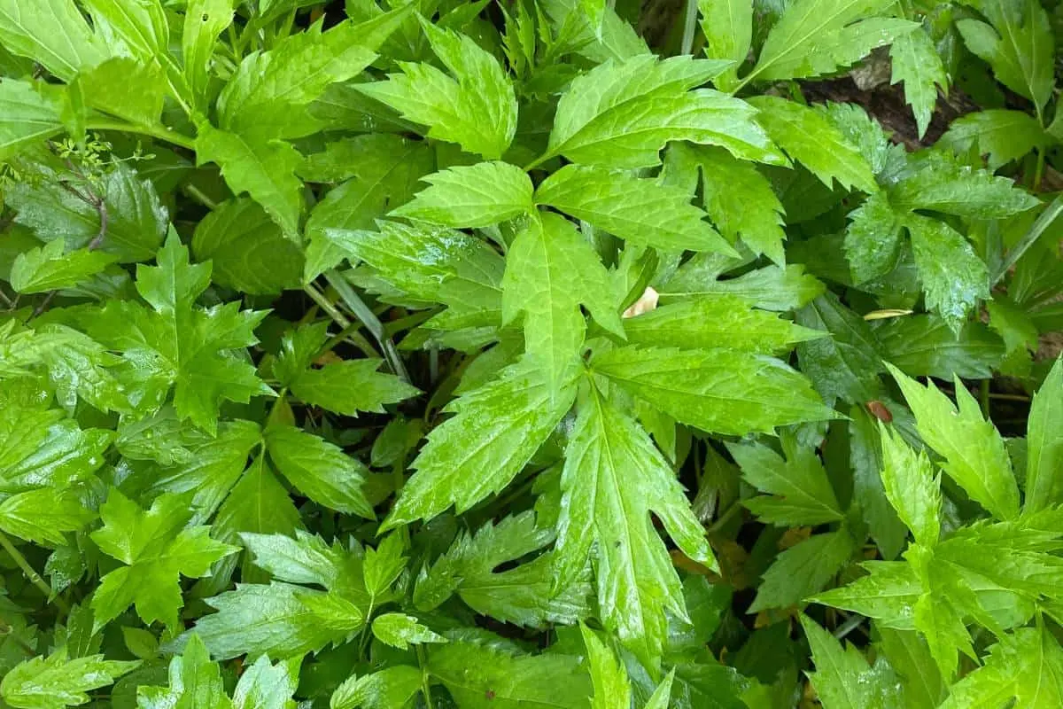 Exploring Sochan: A Nutritional Powerhouse for Your Diet