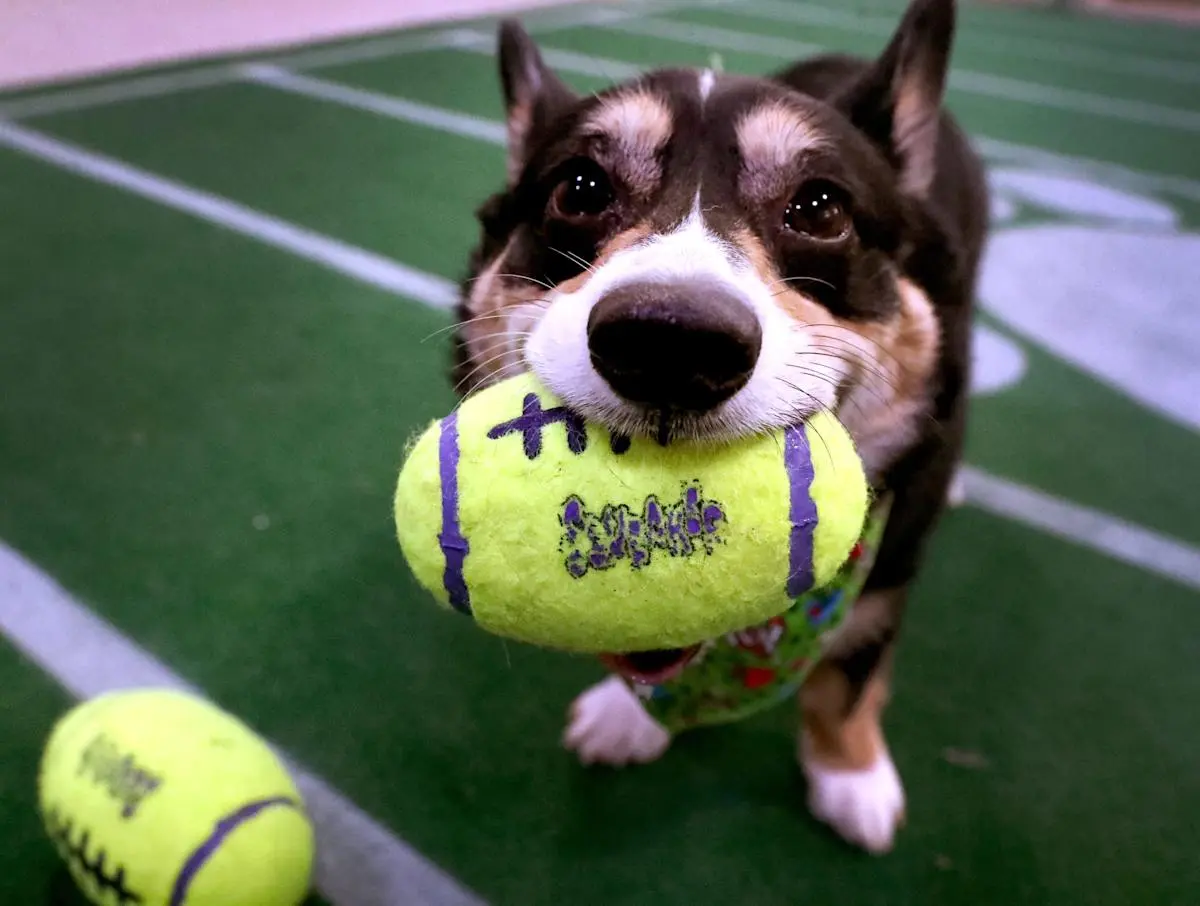 Puppy Bowl 2026: Who Took Home the Championship?