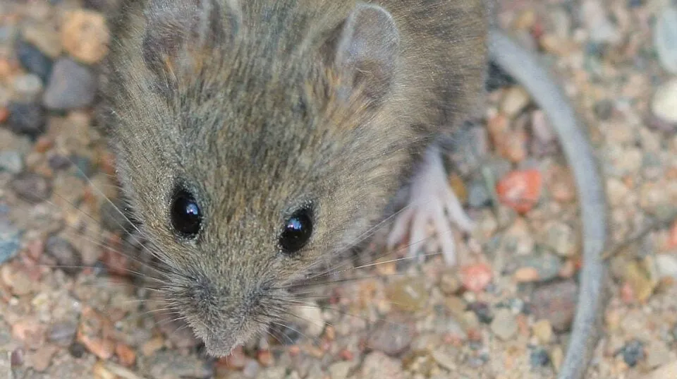 Hantavirus Outbreak on Cruise Ship Results in Three Deaths